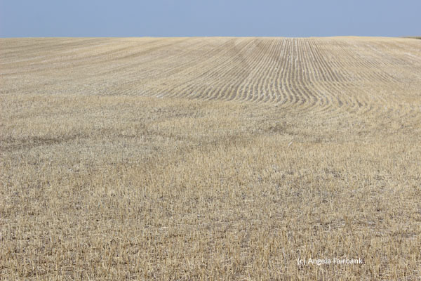 wheat