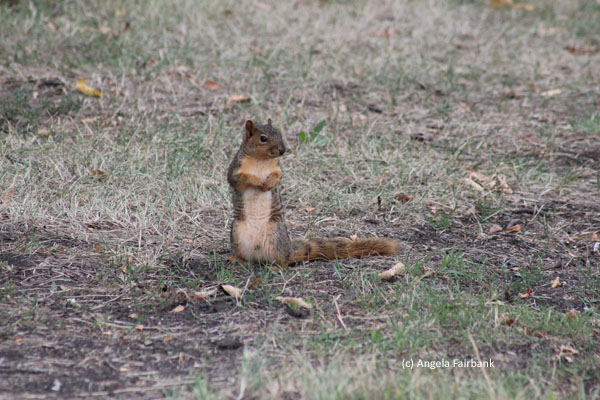 squirrel