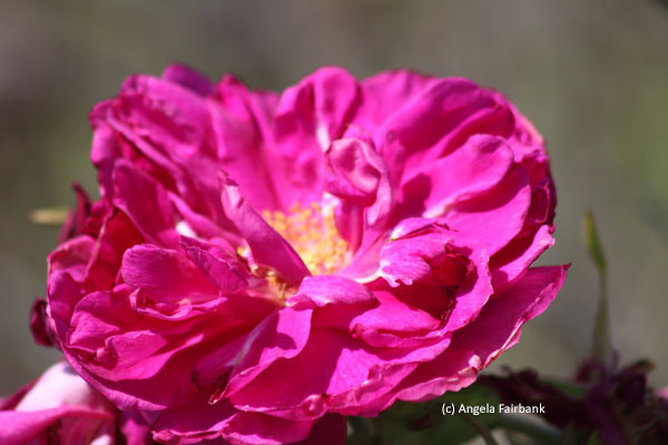 wild rose