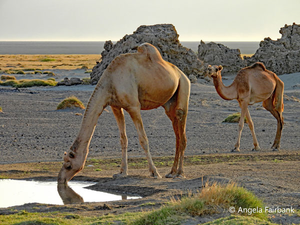 camels at water hole 1