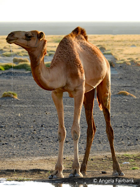 camels at water hole 2