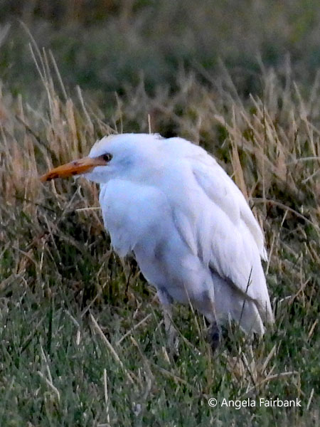 Great Egret (<i>Ardea alba</i>)