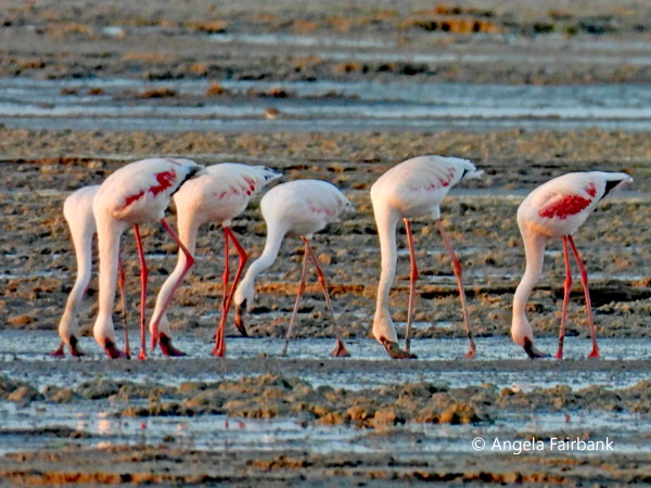 Lesser Flamingos (<i>Phoeniconaias minor</i>) 2