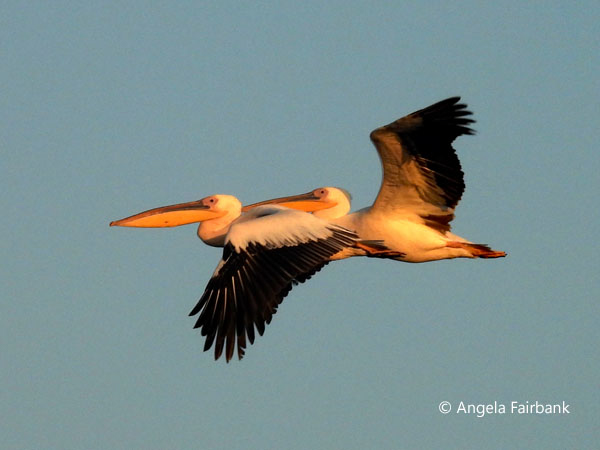 Great White Pelicans (<i>Pelecanus onocrotalus</i>) 1