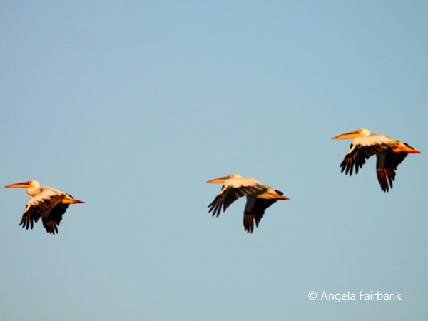 Great White Pelicans (<i>Pelecanus onocrotalus</i>) 2