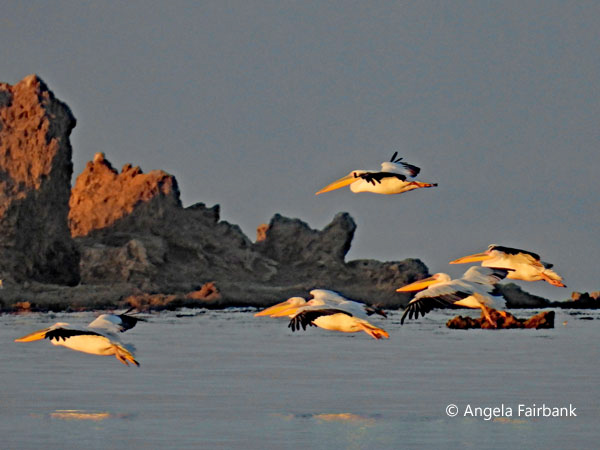 Great White Pelicans (<i>Pelecanus onocrotalus</i>) 3