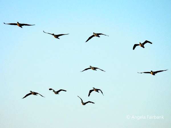 unidentified flying birds