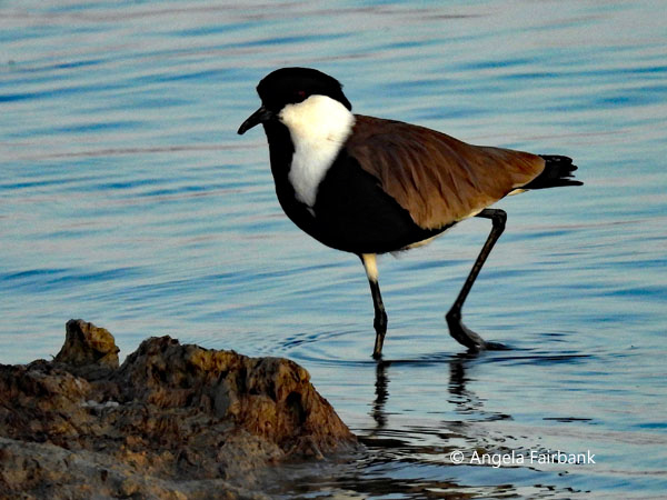 Spur-winged Lapwing (<i>Vanellus spinosus</i>) 2