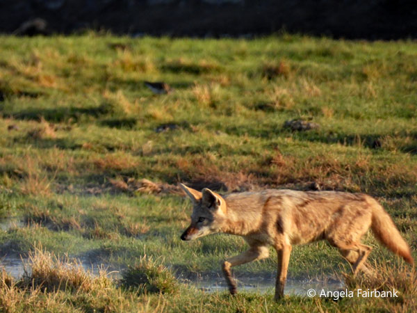 African Wolf (<i>Canis lupaster</i>) 3