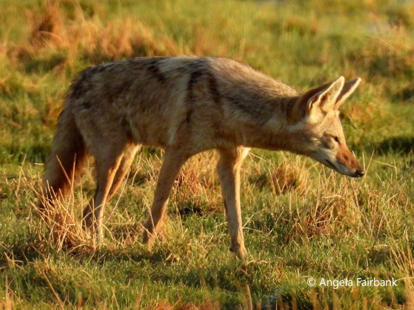 African Wolf (<i>Canis lupaster</i>) 4