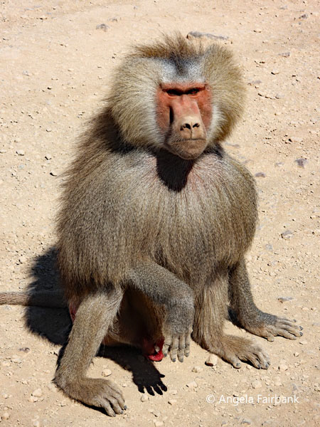 Alpha male Hamadryas baboon (<i>Papio hamadryas</i>) 2
