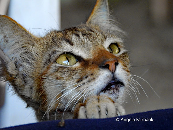 kitten at Ethiopian cafe
