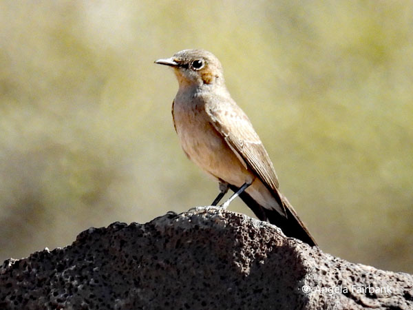 Pied Wheatear (<i>Oenanthe pleschanka</i>) 2