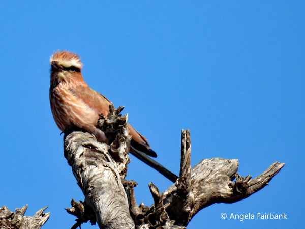 Purple Roller (<i>Coracias naevius</i>) 