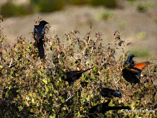 group of red-winged starlings 1 (<i>Onychognathus morio</i>)