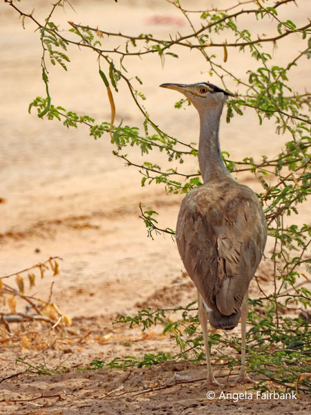 Arabian bustard (<i>Ardeotis arabs</i>) 2