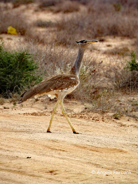 Arabian bustard (<i>Ardeotis arabs</i>) 3