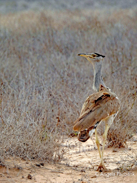 Arabian bustard (<i>Ardeotis arabs</i>) 4