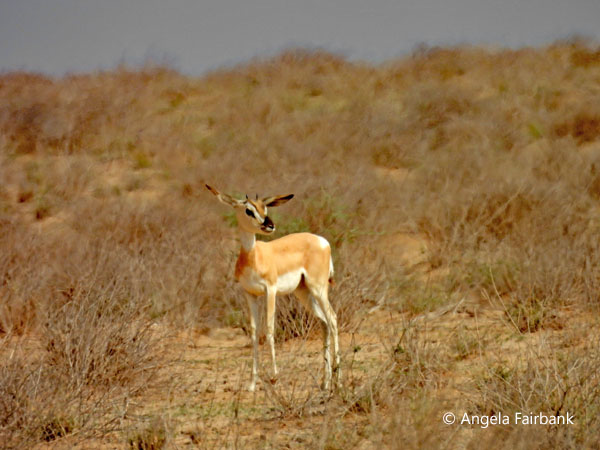 S&ouml;mmering's Gazelle (<i>Nanger soemmmerringii</i>) 1