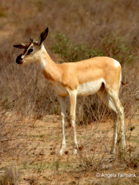 S&ouml;mmering's Gazelle (<i>Nanger soemmmerringii</i>) 3