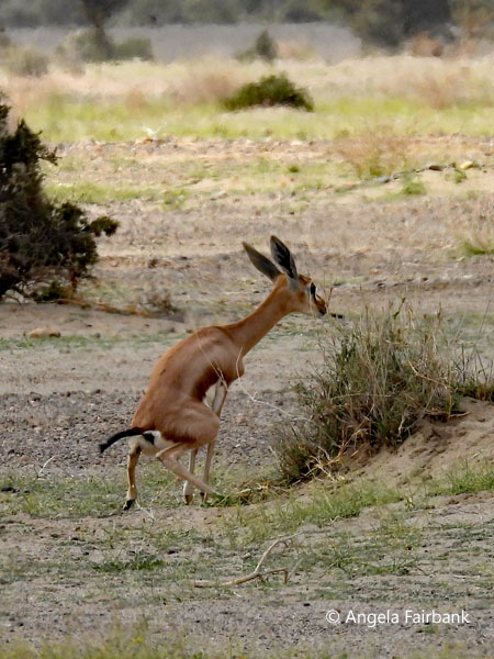 Dorcas Gazelle (<i>Gazella dorcas</i> 3
