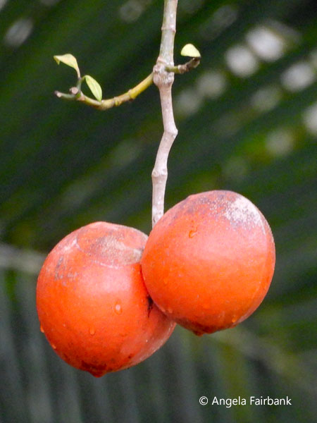 possibly ficus dubia figs attractive to hornbills