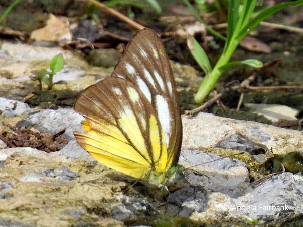 cepora timnatha butterfly
