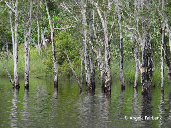trees in lake