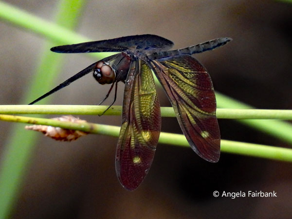 rhyothemis aterrima dragonfly