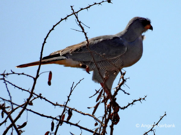 Eastern Chanting Goshawk (<i>Melierax poliopterus</i>) 1