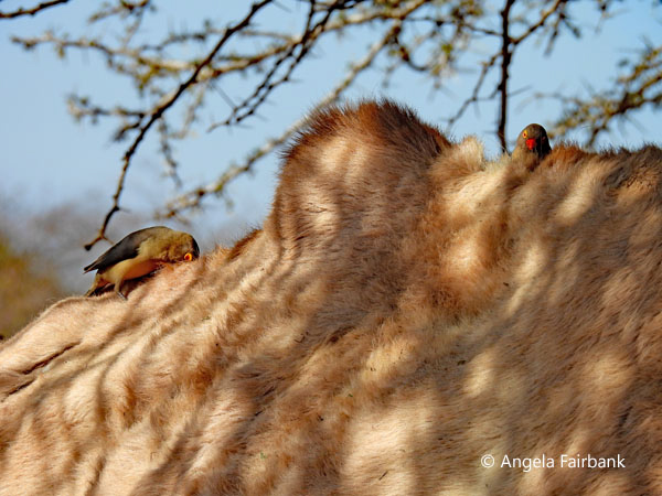 camel with oxpeckers 3