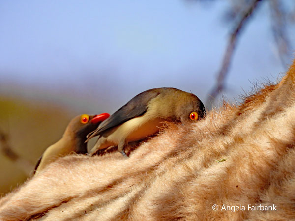 oxpeckers on camel 1