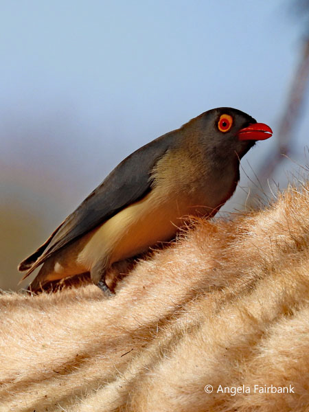 oxpeckers on camel 2