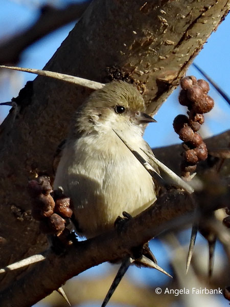 Somali crombec (<i>Sylvietta isabellina</i>) 1