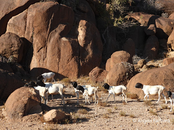 Somaliland black-headed sheep (<i>Ovis aries</i>)