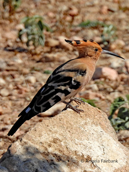 Eurasian or Common Hoopoe (<i>Upupa epops</i>)