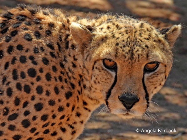adult cheetah 2