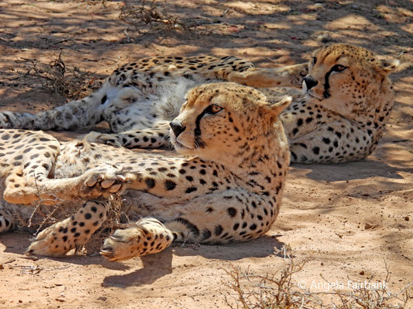 2 adult cheetahs