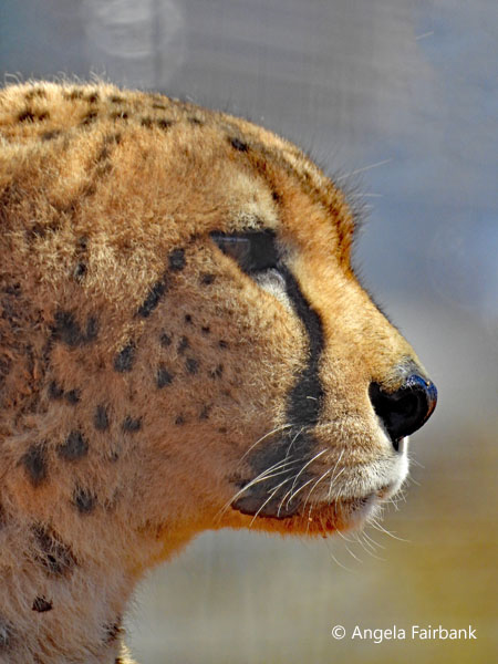 adult cheetah 4