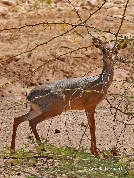 Silver Dik-Dik (<i>Madoqua piacentinii</i>)
