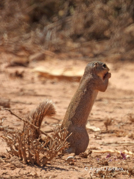 Unstriped Ground Squirrel (<i>Xerus rutilus</i>)