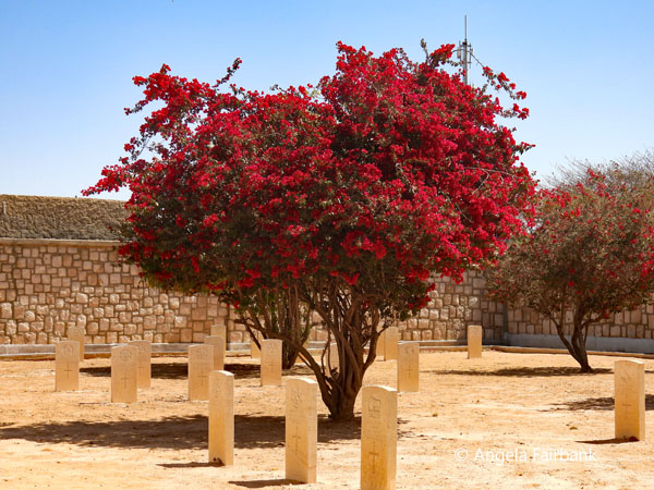 red bougainvillea tree in cemetery