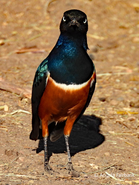 Superb Starling (<i>Lamprotornis superbus</i>) 1