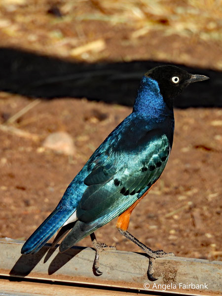 Superb Starling (<i>Lamprotornis superbus</i>) 2