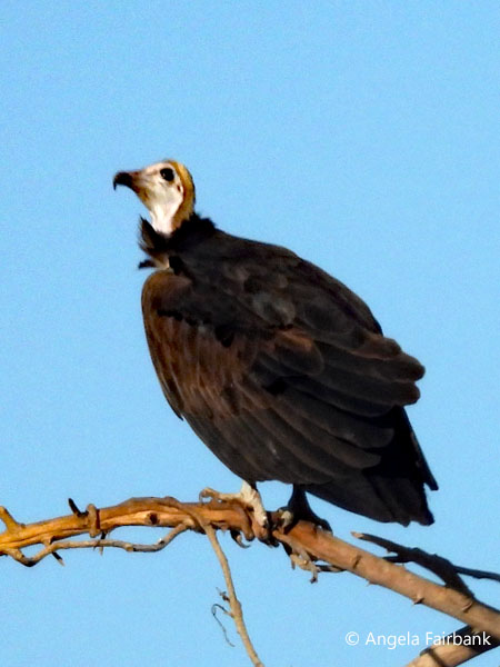Hooded Vulture (<i>Necrosyrtes monachus</i>)