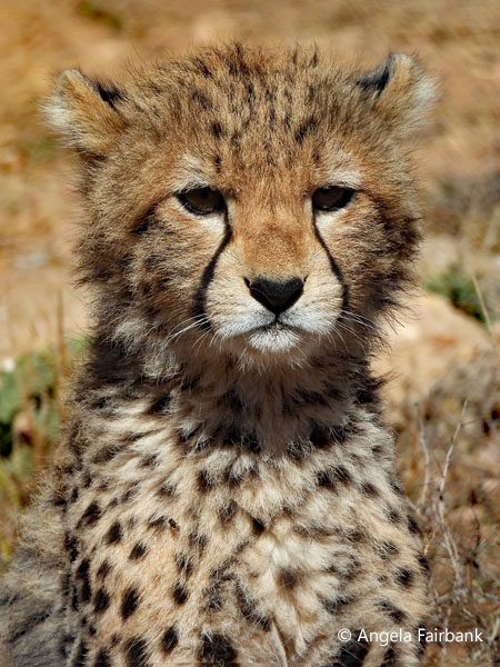 cheetah cub 3