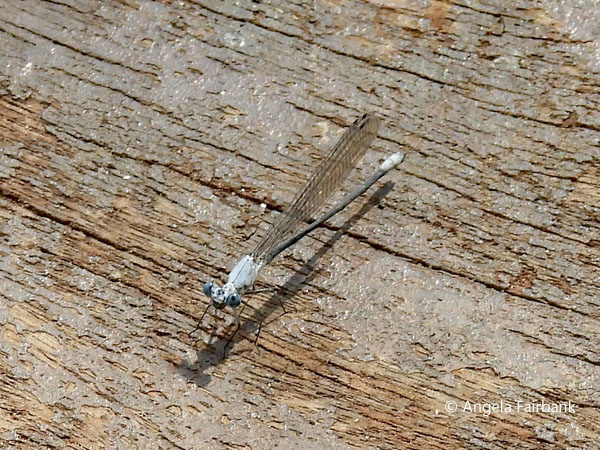 Savanna Riverjack damselfly (<i>Mesocnemis singularis</i>)