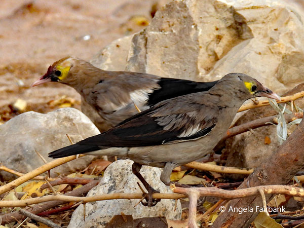 Wattled Starlings (<i>Creatophora cinerea</i>)