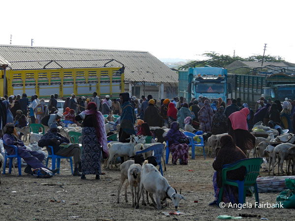 livestock market scene 27