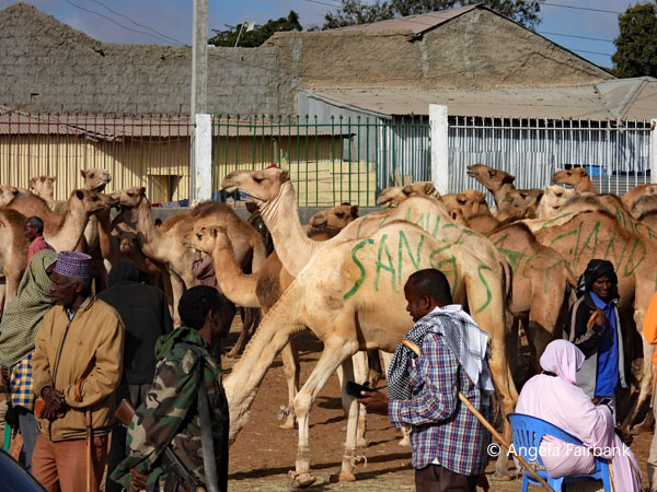 livestock market scene 2